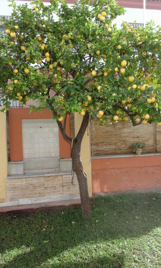 Lemon Garden Hostel Sevilla 外观 照片